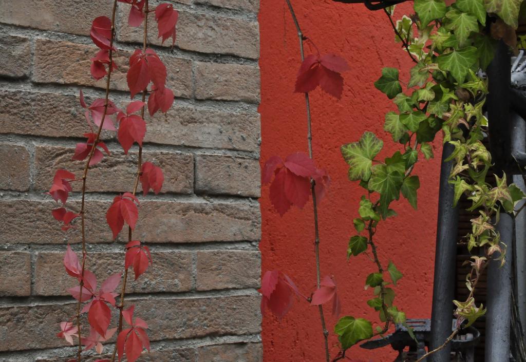 B&B Edera Castagnole Piemonte Екстер'єр фото